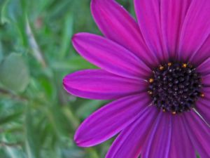 Violet Sunflower I.jpg